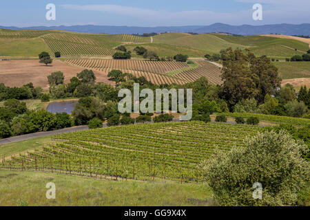 Vigneti, Carneros colline, visto dal Artesa dei vigneti e della cantina, Carneros regione, Napa Valley, California, Stati Uniti Foto Stock