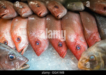 Fresco pesce tropicale su ghiaccio in Kota Kinabalu mercato, Borneo, Malaysia Foto Stock