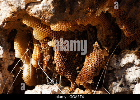 Selvatica a nido d ape nest impostato nella roccia calcarea formazione, Dongara Australia Occidentale Foto Stock