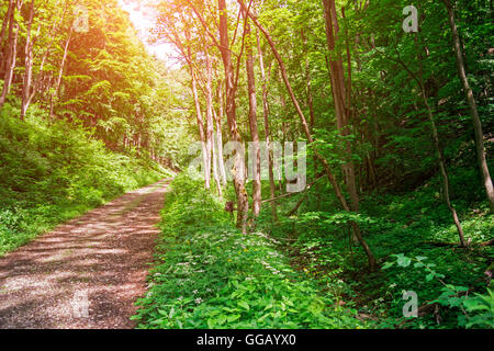 Un bosco incantato percorso in Bukk National Park, Ungheria. Foto Stock