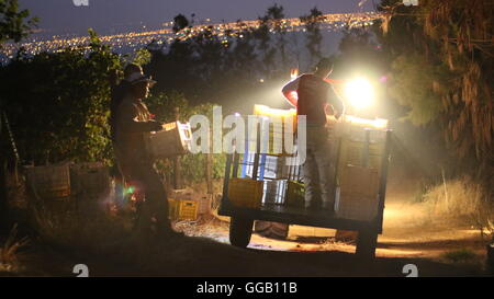 Selettori di uve all'alba le casse di carico su un rimorchio a Klein Constantia Vini, Cape Town, Sud Africa Foto Stock