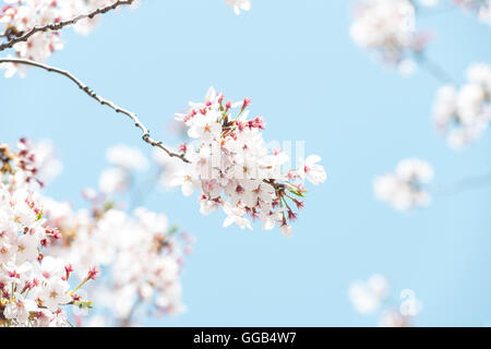 Fiori di ciliegio e il luminoso cielo blu Foto Stock