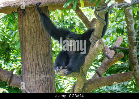 Gibbone specie di scimmia seduta in albero visto in Singapore Foto Stock