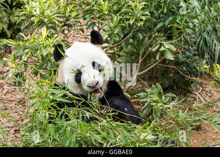 Orso Panda mangiare alberi di bamboo visto in Singapore Foto Stock