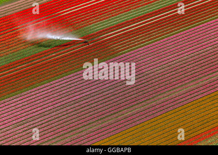 Vista aerea del campo, irrigazione, cannoni d'acqua, campi di tulipani, agricoltura, coloratissimi campi di tulipani, Tulipani (lat.Tulipa), ornamentali Foto Stock