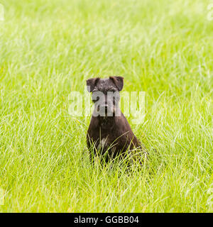 Un gruppo di lavoro Patterdale Terrier nel Regno Unito Foto Stock