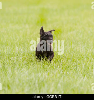 Un gruppo di lavoro Patterdale Terrier nel Regno Unito Foto Stock