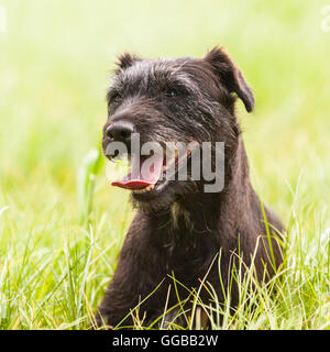 Un gruppo di lavoro Patterdale Terrier nel Regno Unito Foto Stock