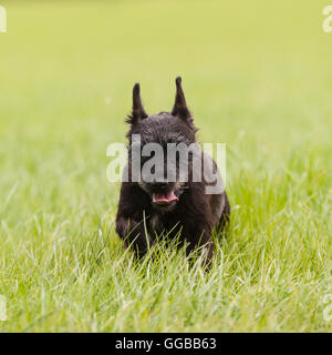 Un gruppo di lavoro Patterdale Terrier nel Regno Unito Foto Stock