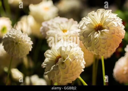 Fiori in colori beatuful chiudere fino a Singapore 2016 Foto Stock