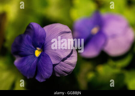 Fiori in colori beatuful chiudere fino a Singapore 2016 Foto Stock