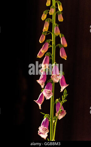 Fiori in colori beatuful chiudere fino a Singapore 2016 Foto Stock