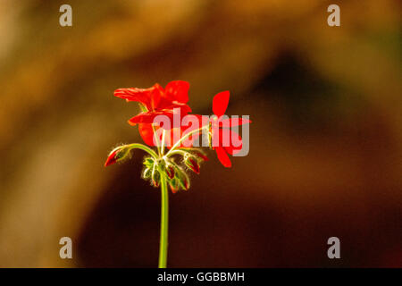 Fiori in colori beatuful chiudere fino a Singapore 2016 Foto Stock