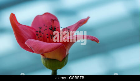 Fiori in colori beatuful chiudere fino a Singapore 2016 Foto Stock