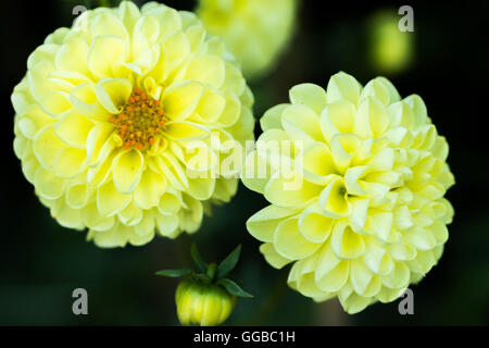 Fiori in colori beatuful chiudere fino a Singapore 2016 Foto Stock