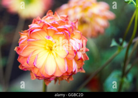 Fiori in colori beatuful chiudere fino a Singapore 2016 Foto Stock