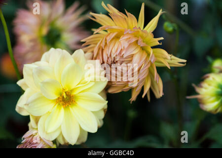 Fiori in colori beatuful chiudere fino a Singapore 2016 Foto Stock