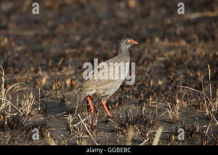 Rosso Colli (spurfowl Pternistis afer) in Queen Elizabeth National Park, Uganda Foto Stock