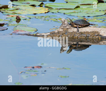 Un dipinto di turtle arroccato su di un log in una palude. Foto Stock