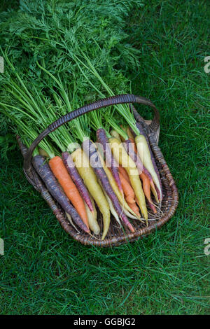 Daucus carota . Le carote colorate in un cesto di vimini Foto Stock