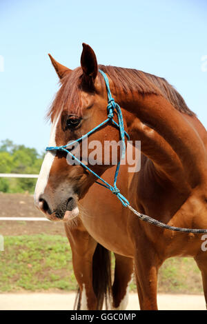 Primo piano di un ungherese anglo-Arabian Horse Head in ambito rurale corral estate Foto Stock