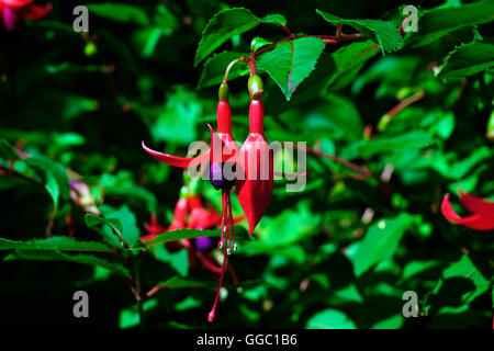 FUCHSIA DEL VECCHIO E NUOVO Foto Stock