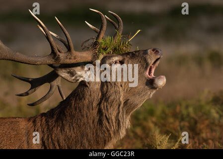Ritratto di un grande fragore Red Deer cervo con foglie di felce nella sua palchi