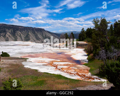 Molla erbosa, Mammoth Hot Springs, il Parco Nazionale di Yellowstone Foto Stock