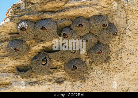 American cliff swallow, Petrochelidon pyrrhonota, nesting sotto Soda Butte, il Parco Nazionale di Yellowstone Foto Stock