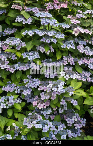 Lacecap ortensie in piena fioritura - Verticale Foto Stock