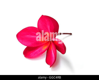 Bella rossa plumeria fiore isolato su sfondo bianco Foto Stock