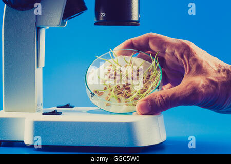 I germogli di semi in una capsula di Petri sotto un microscopio Foto Stock