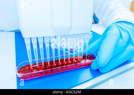 Piastra a 96 pozzetti per elaborazione di PCR, laboratorio microbiologico Foto Stock