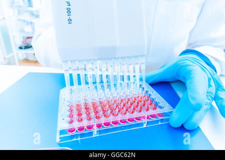 Piastra a 96 pozzetti per elaborazione di PCR, laboratorio microbiologico Foto Stock