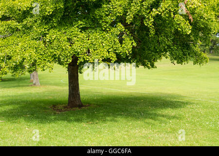 Ginkgo biloba albero del fogliame Foto Stock