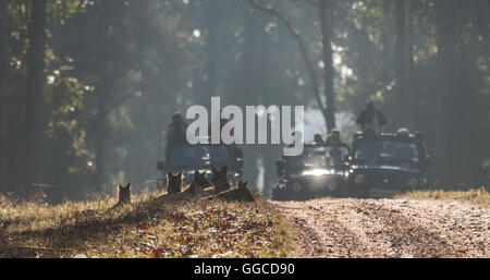 Wildlife watchers visualizzazione di una famiglia di Dhole (indiano Cane selvatico), Cuon alpinus rilassarsi vicino a via in Kanha N.P., India. Foto Stock