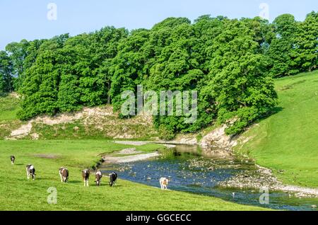 Il pascolo di bestiame nel campo accanto al fiume Bela, Cumbria, Inghilterra Foto Stock