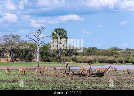 Impale accanto al lago Manze nella Riserva Selous Tanzania Foto Stock