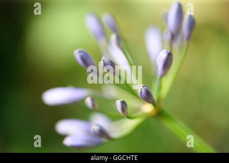 Soft focus bellezza viola agapanthus in bud- africana di lily Jane Ann Butler JABP Fotografia1531