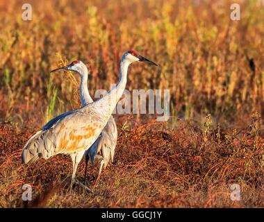 Sandhill gru all'alba presso il fiume Cosumnes conservare nel cuore della California Central Valley vicino a Sacramento, in California. Il preservare è la casa più grande californiano valle rimanente quercia bosco ripariale, ed è una delle poche zone umide protette aree di habitat in stato . Foto Stock