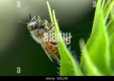 Bee coperto di polline. Foto Stock