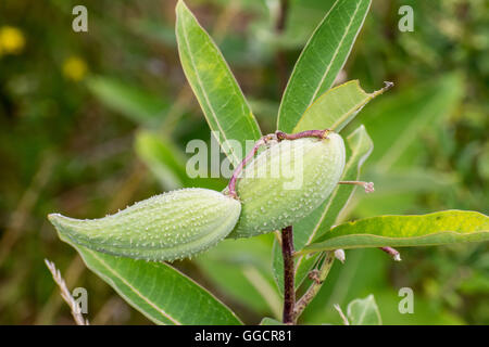 Milkweed baccello su uno stelo d'estate. Foto Stock