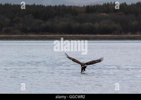 White-tailed eagle strappi il pesce dall'acqua Foto Stock