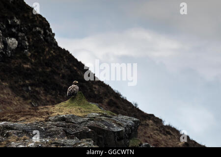 I capretti bianco-tailed eagle appoggiato in orizzontale mentre l'alimentazione Foto Stock