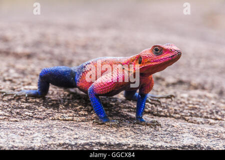 Un maschio di Mwanza a testa piatta rock AGAMA SA (AGAMA mwanzae) negli allevamenti di colori si crogiola in un Kopje nel Serengeti, Tanzania Foto Stock