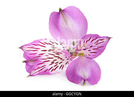 Alstroemeria flower head closeup isolati su sfondo bianco Foto Stock