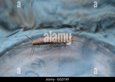 Alimentazione degli insetti su carta - silverfish. Pest libri e giornali. Foto Stock