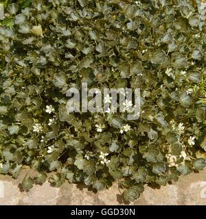 Geranio sessiliflorum - ssp. novaezelandiae 'Nigricans' ALP008443 /foto Foto Stock