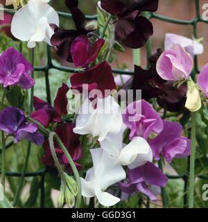 Piselli dolci - misti ANN022807 Foto Stock