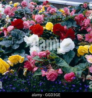 Begonia x tuberhybrida - tipo Non-Stop ANN025161 Foto Stock